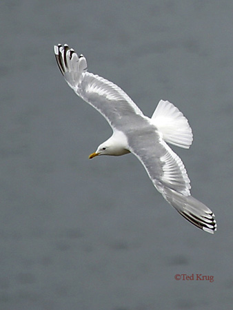 Photo (2): Thayer's Gull