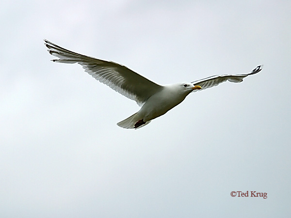 Photo (4): Thayer's Gull