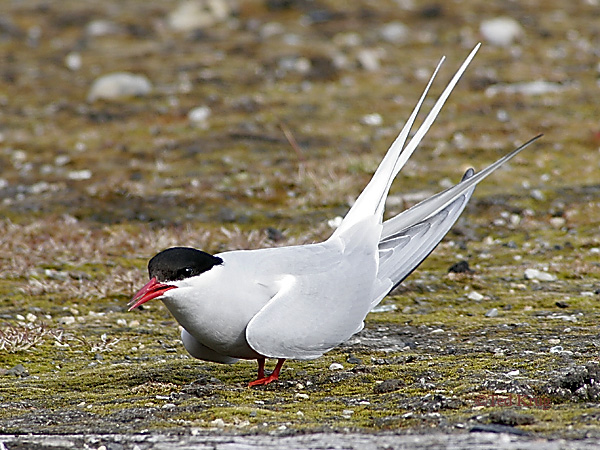 Photo (9): Arctic Tern