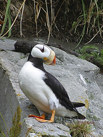Photo (4): Horned Puffin