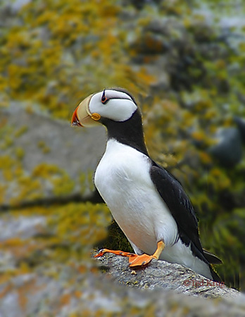 Photo (2): Horned Puffin