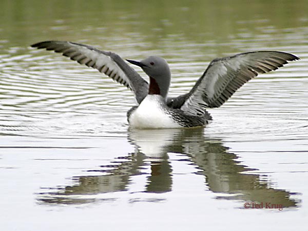 Photo (3): Red-throated Loon