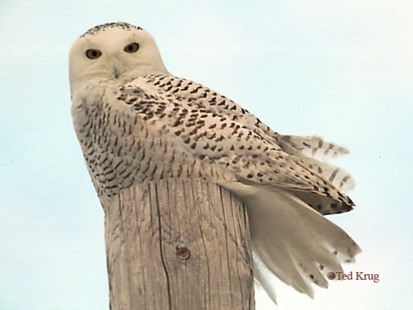 Photo (2): Snowy Owl
