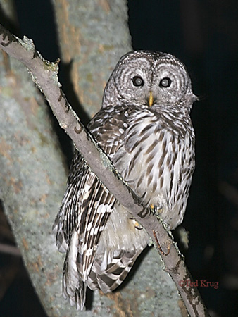 Photo (2): Barred Owl