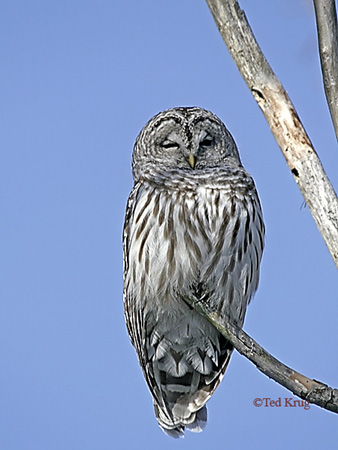 Photo (4): Barred Owl