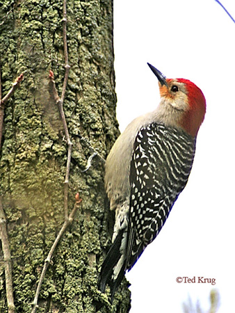 Photo (8): Red-bellied Woodpecker