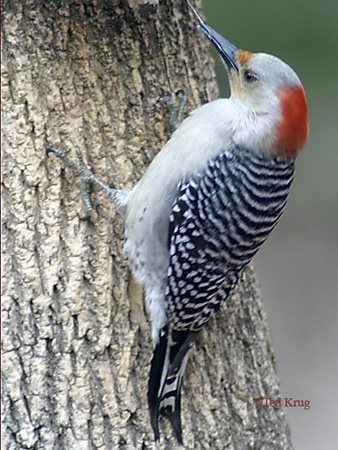 Photo (6): Red-bellied Woodpecker