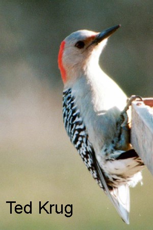 Photo (9): Red-bellied Woodpecker