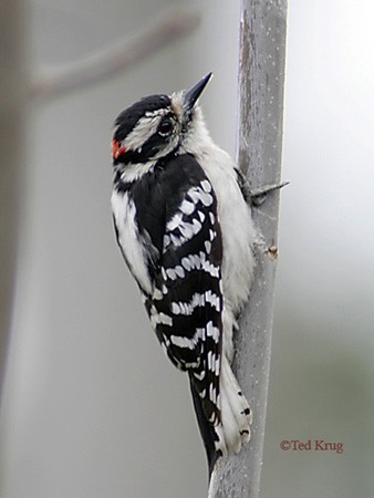 Photo (6): Downy Woodpecker