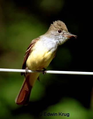 Photo (10): Great Crested Flycatcher