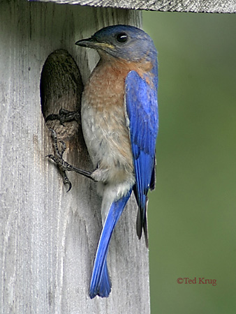 Photo (23): Eastern Bluebird