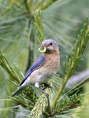 Photo (25): Eastern Bluebird