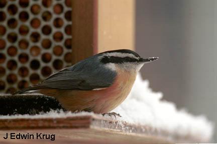 Photo (7): Red-breasted Nuthatch
