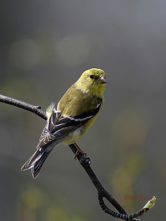 Photo (2): American Goldfinch
