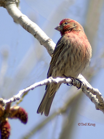 Photo (7): House Finch