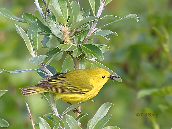 Photo (21): Yellow Warbler