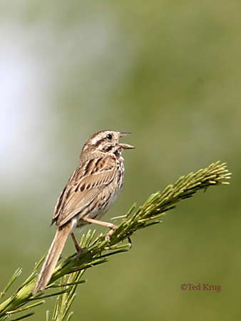 Photo (6): Song Sparrow