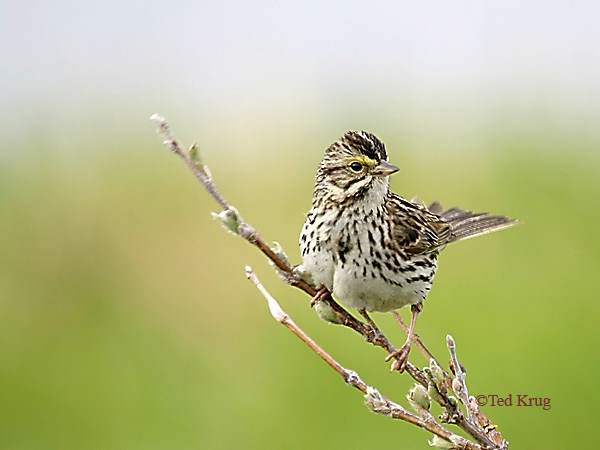 Photo (7): Savannah Sparrow