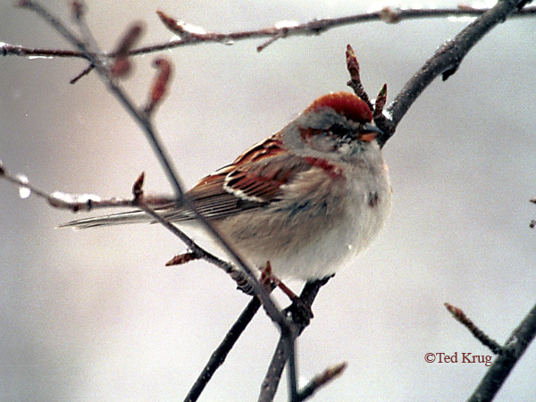 Photo (8): American Tree Sparrow