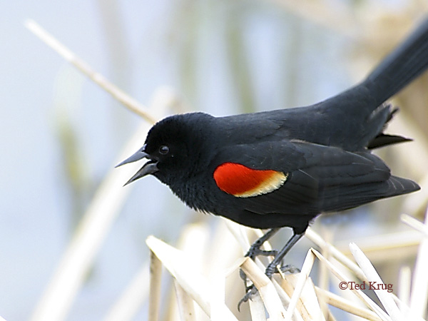 Photo (5): Red-winged Blackbird