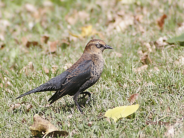 Photo (2): Rusty Blackbird