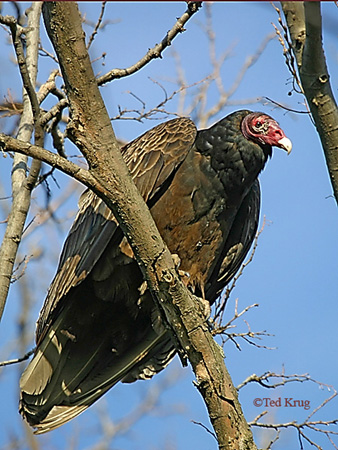 Photo (1): Turkey Vulture