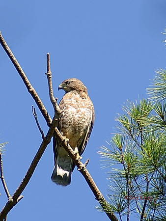 Photo (6): Broad-winged Hawk