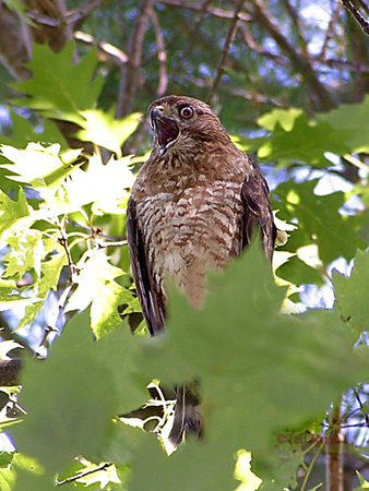 Photo (13): Broad-winged Hawk