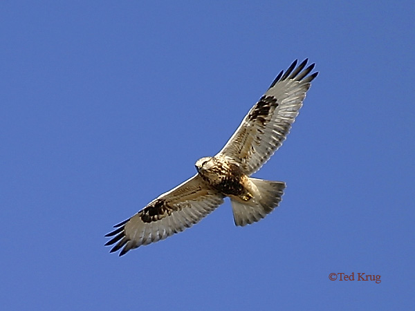 Photo (4): Rough-legged Hawk