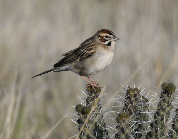 Photo (1): Lark Sparrow