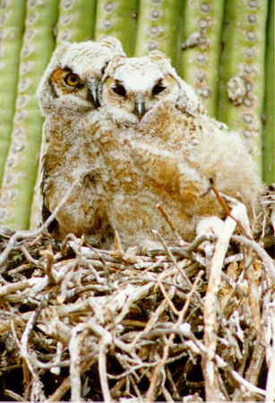 Photo (23): Great Horned Owl