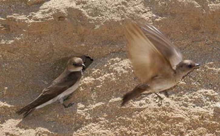 Photo (18): Northern Rough-winged Swallow