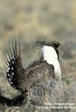 Photo (6): Greater Sage-Grouse