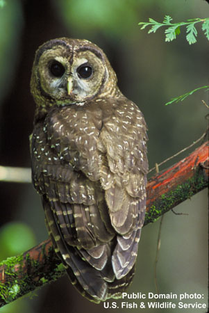 Photo (3): Spotted Owl