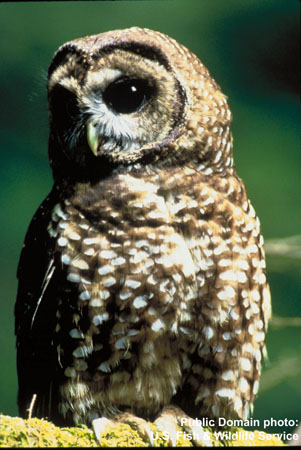 Photo (8): Spotted Owl