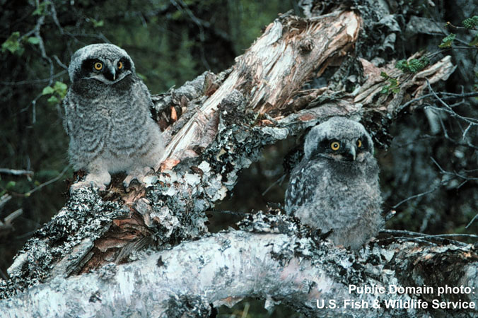 Photo (10): Northern Hawk Owl