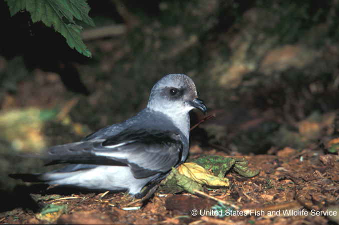 Photo (1): Fork-tailed Storm-Petrel