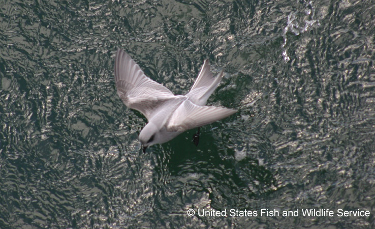 Photo (2): Fork-tailed Storm-Petrel