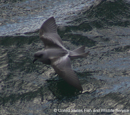 Photo (3): Fork-tailed Storm-Petrel