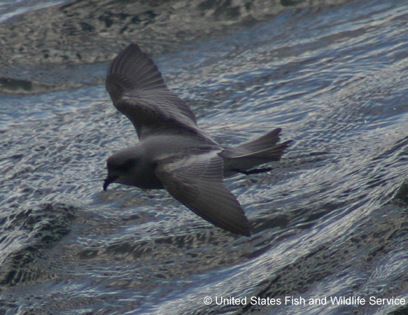 Photo (4): Fork-tailed Storm-Petrel