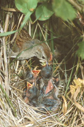 Photo (6): Field Sparrow