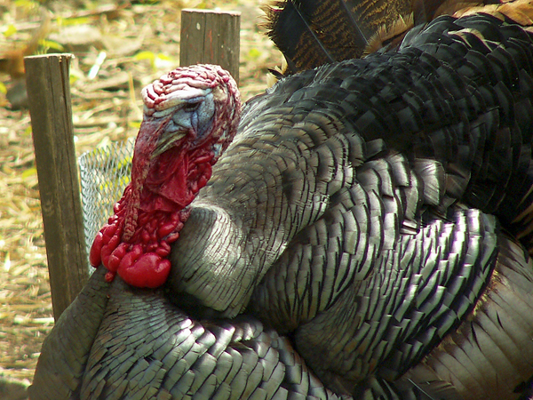 Photo (7): Wild Turkey