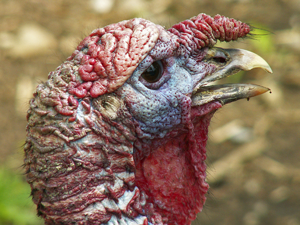 Photo (6): Wild Turkey