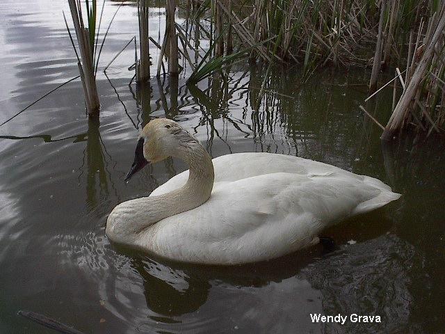 Photo (5): Trumpeter Swan