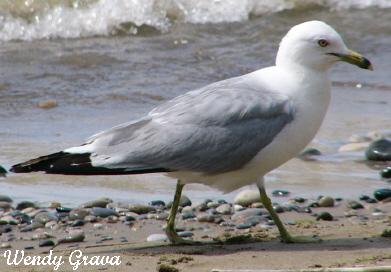 Photo (10): Ring-billed Gull