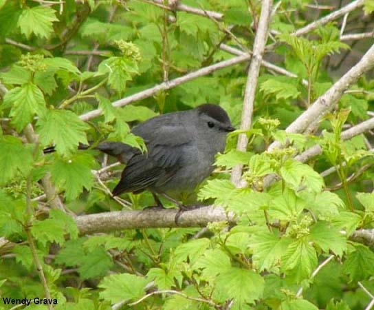 Photo (12): Gray Catbird