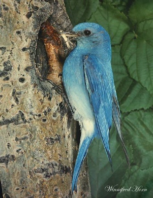 Photo (11): Mountain Bluebird