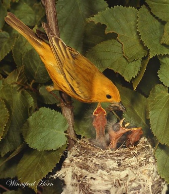 Photo (26): Yellow Warbler