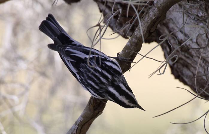 Photo (12): Black-and-white Warbler