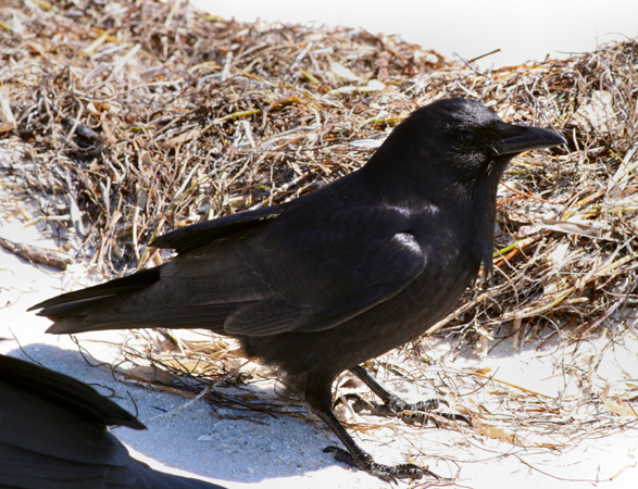 Photo (3): Fish Crow